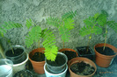 tamarind