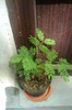 jacaranda