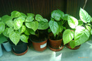 tamarillos