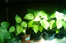 tamarillos