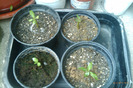 adenium