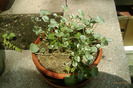 dichondra argenthea