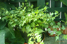 hedera