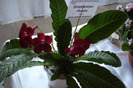 flori 168