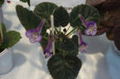 flori 199