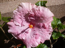 Lady Flo-dimineata