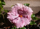 P1070569