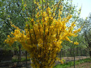 Forsythia