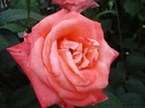 Rose Artistry (2011, June 03)