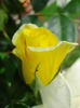 Rose Golden Showers (2011, June 04)