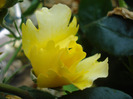 Rose Golden Showers (2011, June 04)