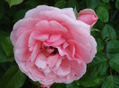 Rose Pleasure (2011, June 03)