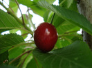 Cherry. Cireasa Rubin (2011, June 03)