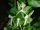 Japanese Honeysuckle (2011, June 04)