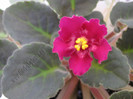Saintpaulia Hearts aglow 1