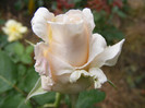 Virgo