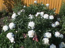 DSC02935