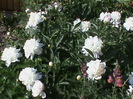 DSC02936