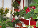 flori-05 06 2011 003