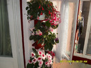 flori-05 06 2011 004