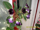 flori-05 06 2011 005