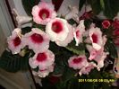 flori-05 06 2011 007