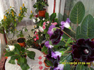 flori-05 06 2011 002