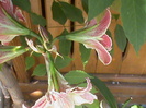 DSC02992