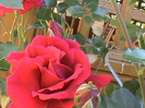 DSC03001
