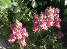 DSC03007