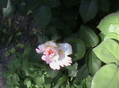 DSC03025