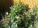 DSC03026