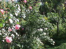 DSC03037