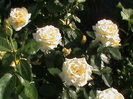 DSC03057