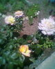 Fotogr.0308
