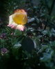 Fotogr.0311