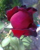Fotogr.0316