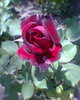 Fotogr.0317