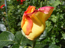Peace(Madame A. Meilland,Gioia,Gloria Dei)
