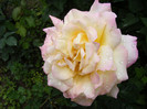 Peace(Madame A. Meilland,Gioia,Gloria Dei)
