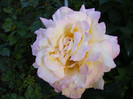 Peace(Madame A. Meilland,Gioia,Gloria Dei)