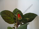 Kohleria Borka 2
