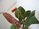 Kohleria Borka 3