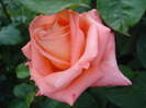 Rose Artistry (2011, June 03)