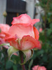Rose Artistry (2011, June 04)