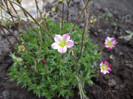 saxifraga de la plant-shop
