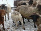 mieluta dorper sa acomodat printre capre si oi carabase