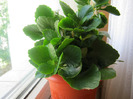 Kalanchoe