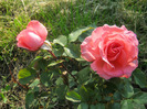 Trandafiri 08