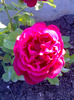 Cretuliu roz